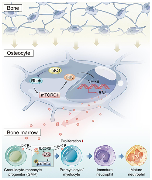 骨细胞调节中性粒细胞发育的机制模式图