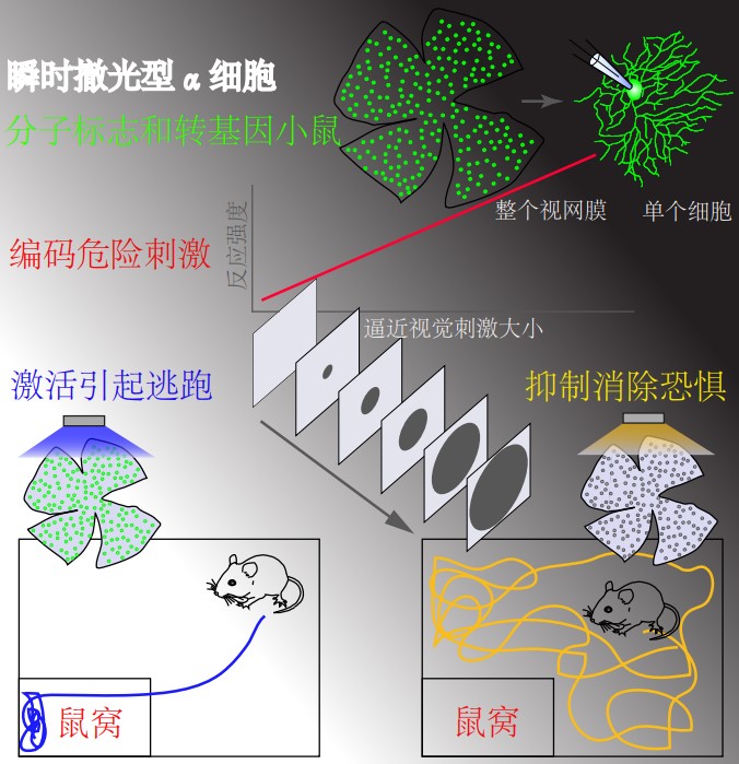 《现代生物学》发表脑智卓越中心关于小鼠视网膜中存在警报专线的研究