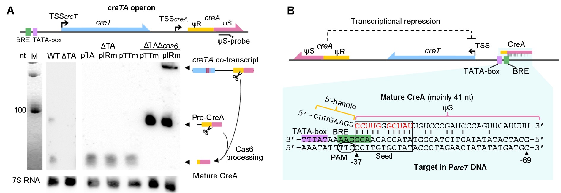 science长文∣向华/李明团队揭示护卫crispr-cas的全新毒素-抗毒素rna