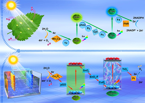 自然光合作用z机制启发的光电催化全解水反应原理示意图