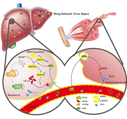 陆军军医大学发文mg53在药物性肝损伤中良好的防治效果