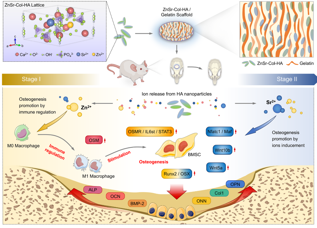 【科研动态】张胜民教授团队在元素掺杂生物活性材料领域取得新进展 生物通