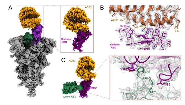 图1  奥密克戎突变株新冠病毒刺突蛋白结合受体ACE2的结构。A展示结构整体构象，B为RBD结合ACE2的相互作用界面，C为RBD二聚体的相互作用界面。