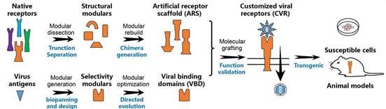 ED Fig 11 ʾͼa