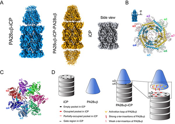 丛尧组合作揭示哺乳动物PA28αβ-iCP免疫蛋白酶体的结构及激活机制