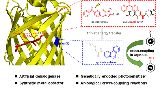 王江云/钟芳锐、吴钰周教授课题组可编码光敏蛋白质
