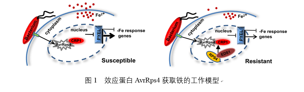 刘俊研究组揭示细菌摄取寄主铁元素的新机制