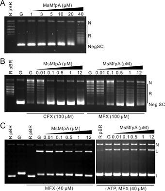 PNAS|米凯霞研究组与英国约翰英纳斯研究中心合作揭示细菌抗喹诺酮类药物的新机制