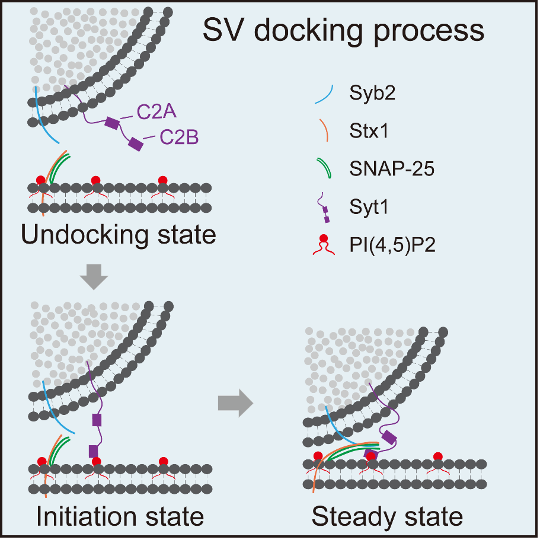 生命学院姚骏课题组发现突触囊泡停泊初始态发生的过程及其分子机制