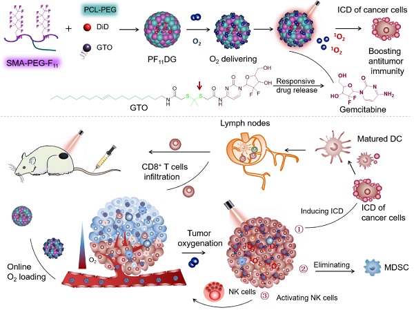 ACS Nano: 上海药物所发现聚氟携氧载药系统增强抗肿瘤免疫应答的新策略