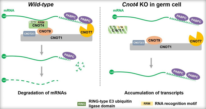 Advanced Science：CNOT4在哺乳动物生殖细胞性染色体配对中的生理功能