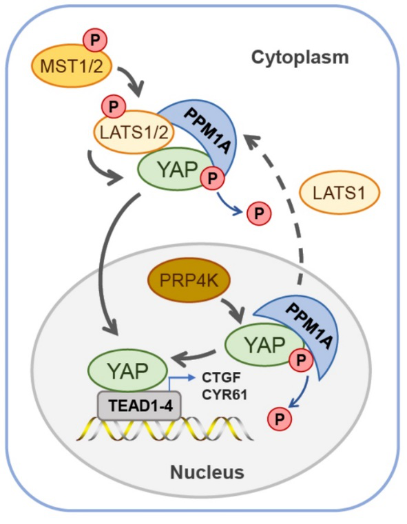 PLoS Biology发文鉴定首个YAP蛋白磷酸酶并解析其肠道与肝脏再生功能