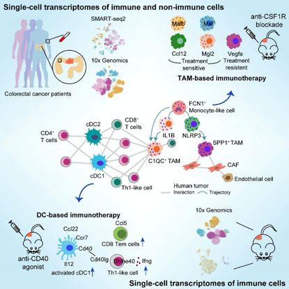 Cell| 张泽民课题组与合作者揭示结直肠癌免疫治疗机理