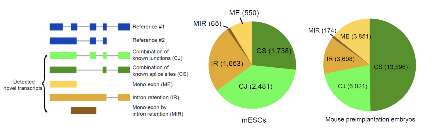Plos Biology∣汤富酬课题组与合作者开发出单细胞转录组三代单分子测序新方法