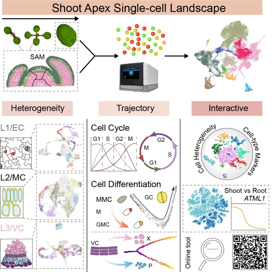 王佳伟研究组解析拟南芥茎尖单细胞图谱（2021-03-15）