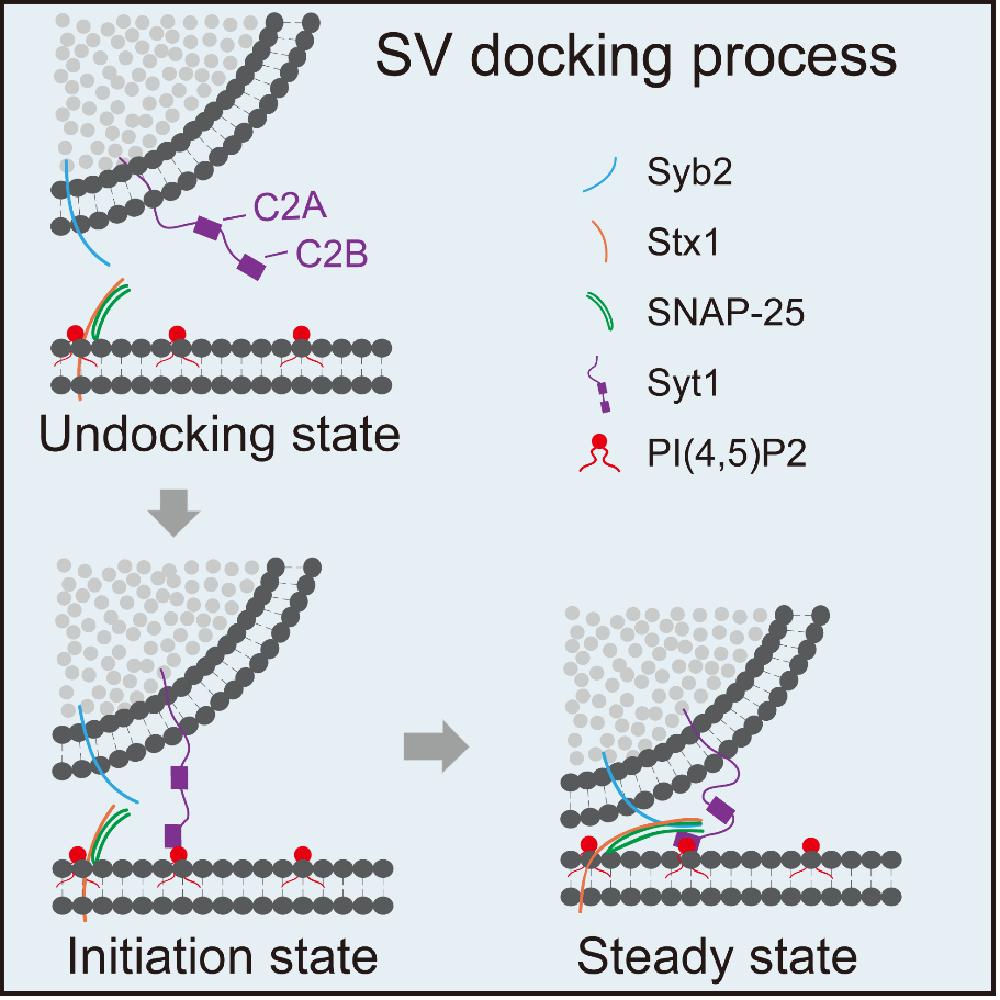 姚骏课题组发现突触囊泡停泊初始态发生的过程及其分子机制