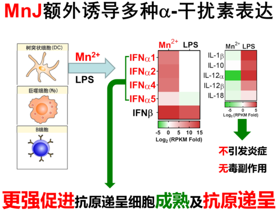 蒋争凡课题组揭示锰盐（MnJ）的优良佐剂效果及其作用机制