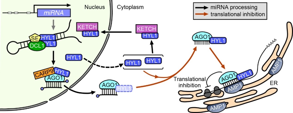 何玉科研究组发现HYL1蛋白调控miRNA介导的翻译抑制