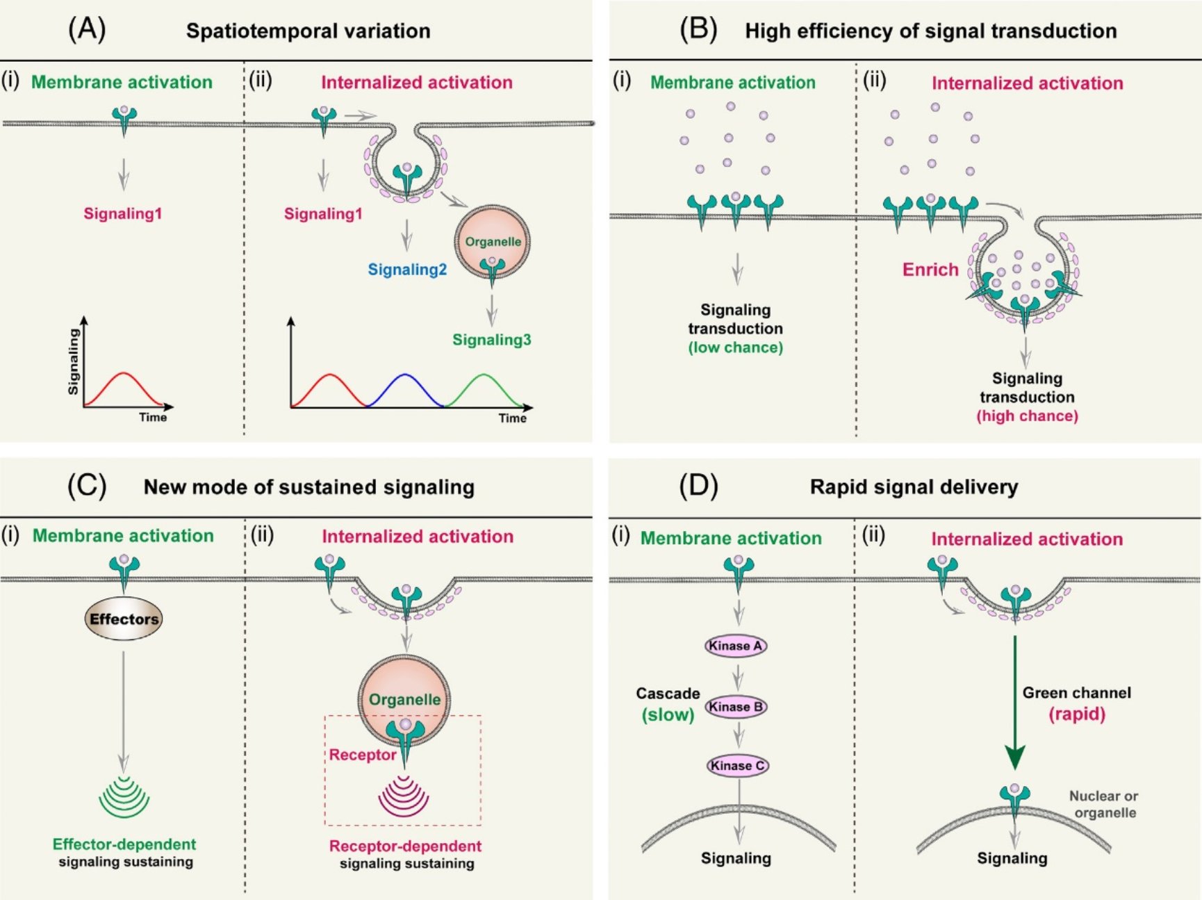 Trends in Cell Biology上发表文章提出膜受体“内吞激活”新概念和理论