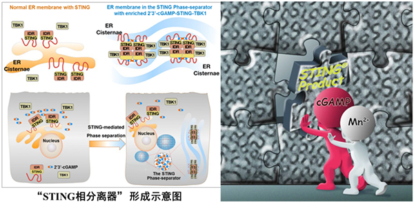 研究人员揭示蛋白相分离抑制天然免疫过度活化机制