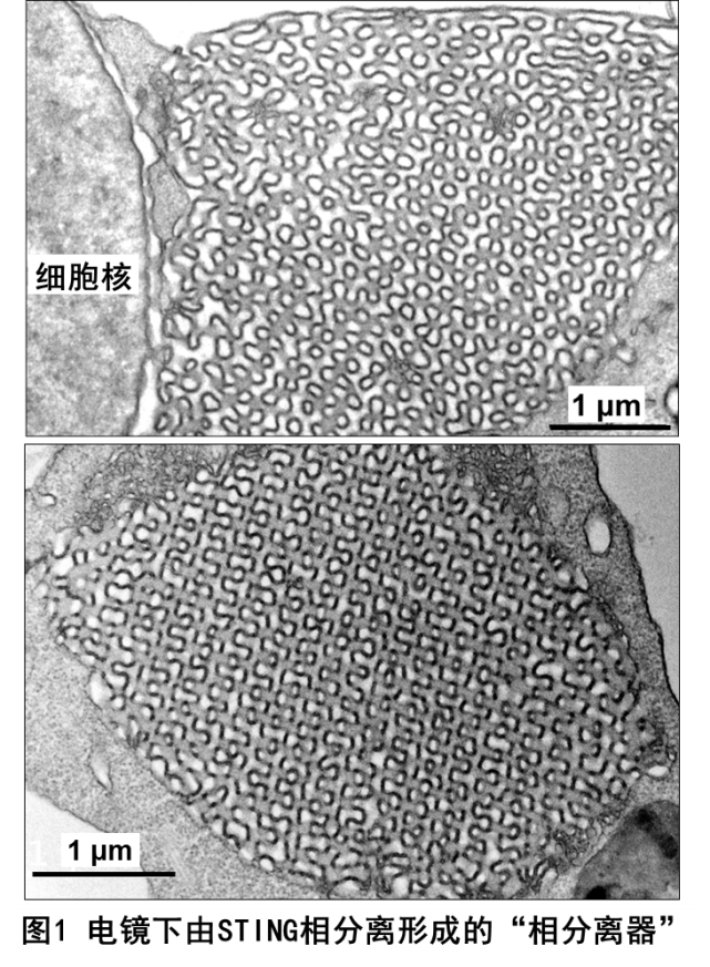 蒋争凡实验室发现“STING相分离器”调节天然免疫