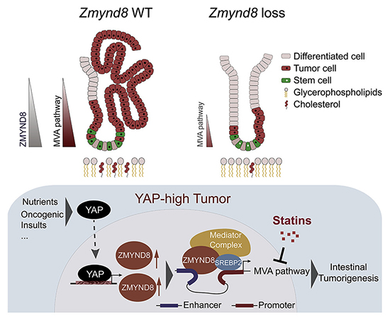 营养与健康所秦骏、肖意传研究组合作报道组蛋白修饰阅读因子ZMYND8介导的甲羟戊酸（MVA）途径在肠道干细胞恶性转化及YAP高活性肠癌中的重要作用