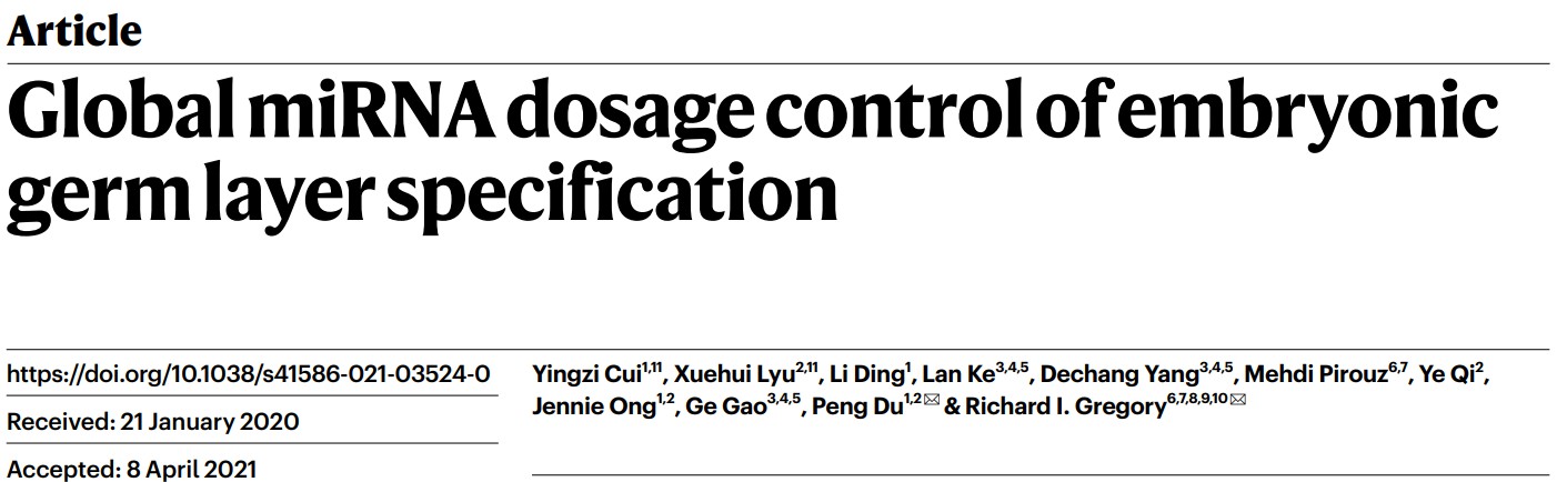 北京大学，哈佛大学Nature揭示胚层分化过程中的全局miRNA剂量控制机制