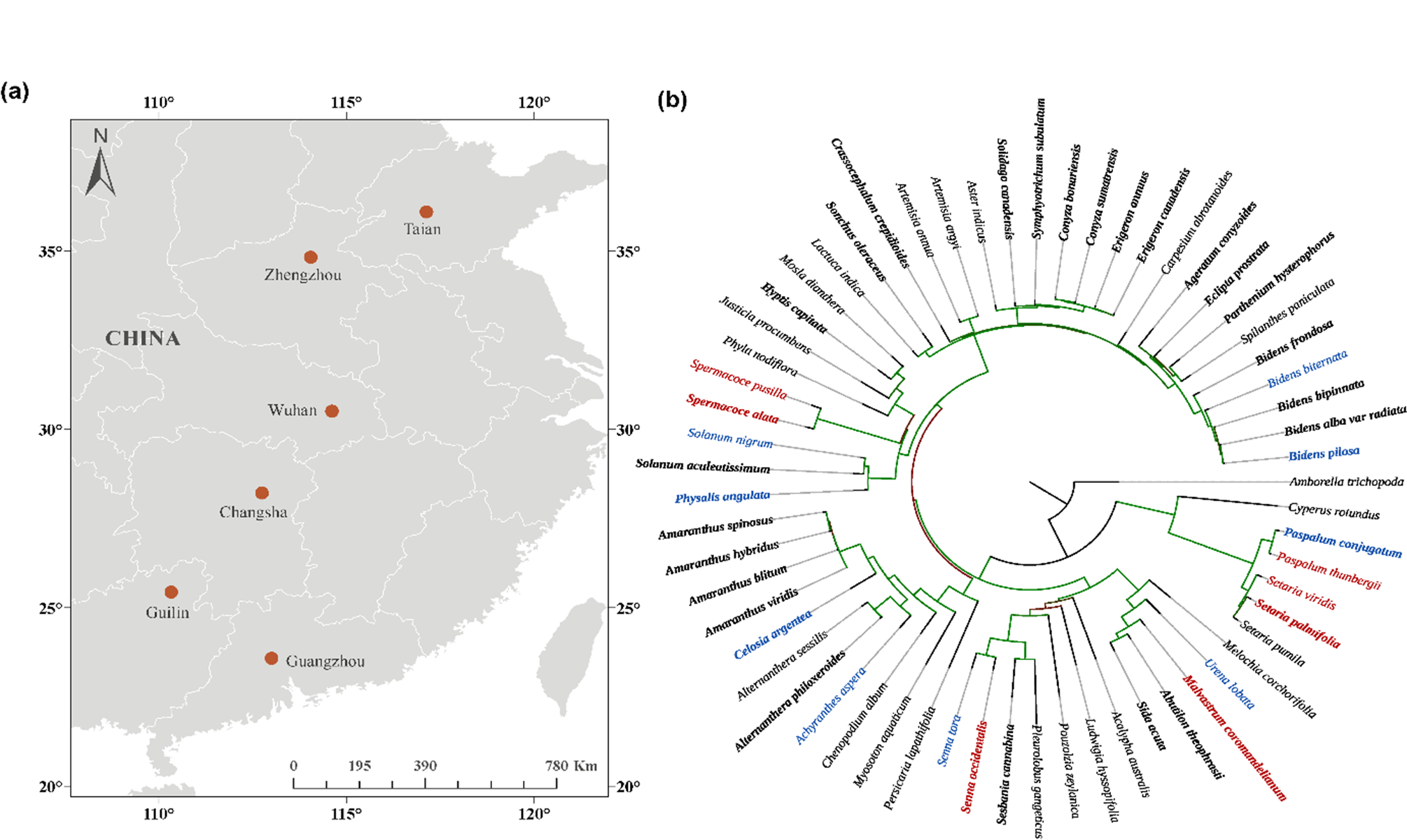 图1. 野外调查样点(a)和本研究所涉及植物物种的系统发育关系(b)