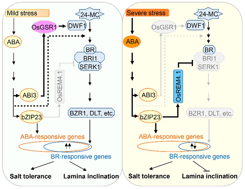 储成才研究组揭示ABA逆境信号与BR生长信号的协同调控现象及分子机制