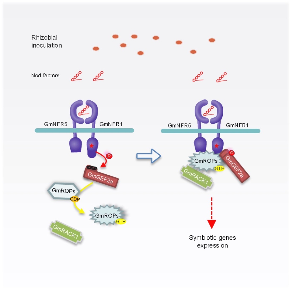 王二涛研究组揭示根瘤共生信号转导的新机制（2021-07-05）
