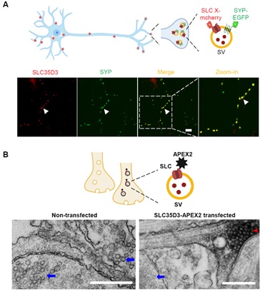 eLife | 李毓龙实验室发现定位于突触小泡的新型转运体