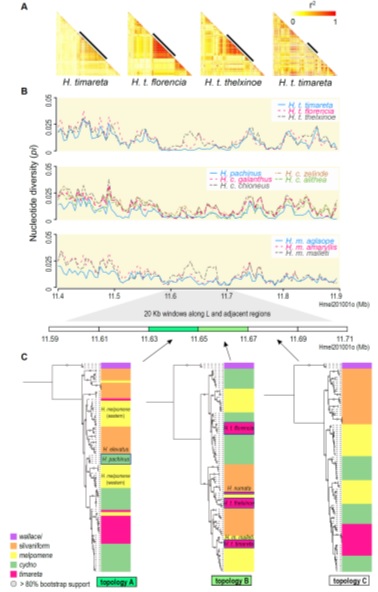 Science Advances | 张蔚/朱健课题组合作揭示生物力学特征参与袖蝶属蝴蝶局部适应与物种形成