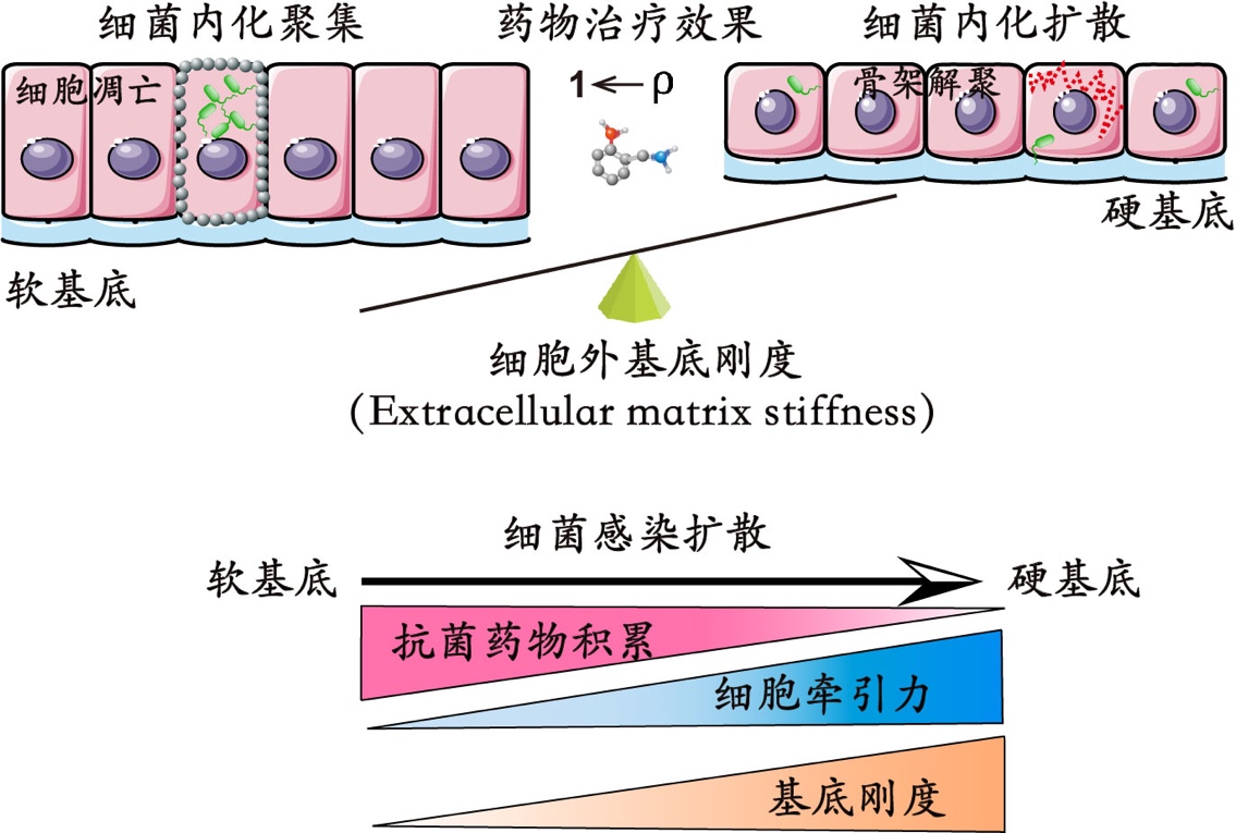 工学院黄建永课题组在基质刚度调控细菌感染治疗方面取得进展