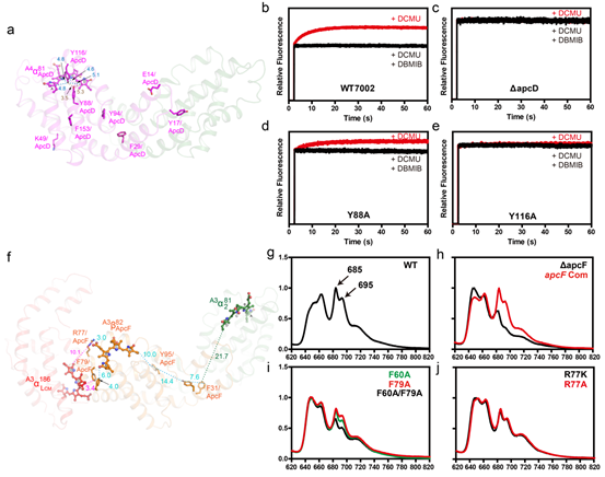 Nature Communications：北大学者揭示蓝细菌藻胆体光能传递的结构基础