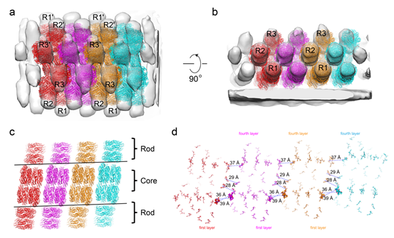 Nature Communications：北大学者揭示蓝细菌藻胆体光能传递的结构基础