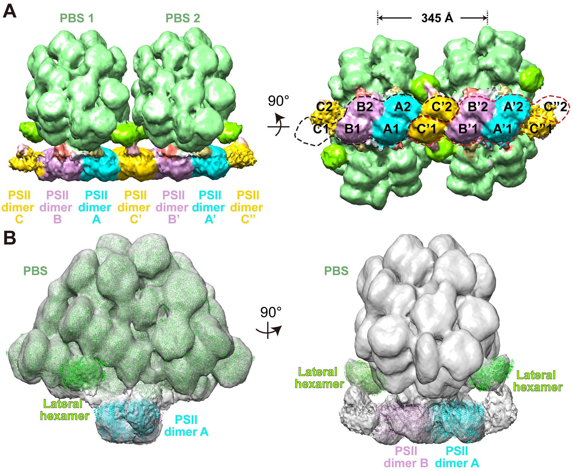 生命学院隋森芳、李雪明课题组合作发文 报道红藻藻胆体-光系统II复合体的原位冷冻断…