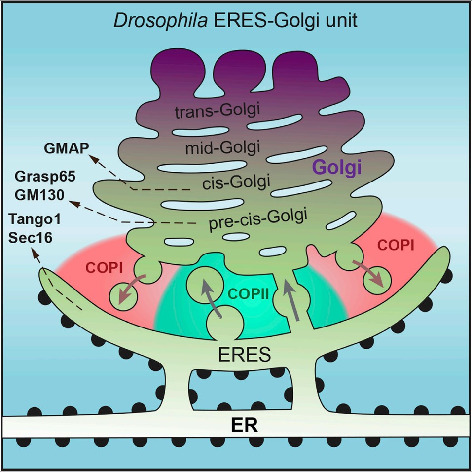 生命学院José C. Pastor-Pareja课题组报道果蝇内质网-高尔基体结构组成