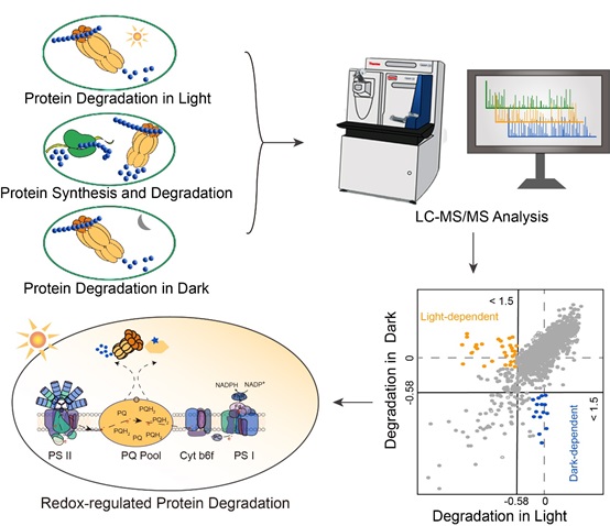 汪迎春研究组系统揭示蓝细菌受光/暗调控的蛋白质降解