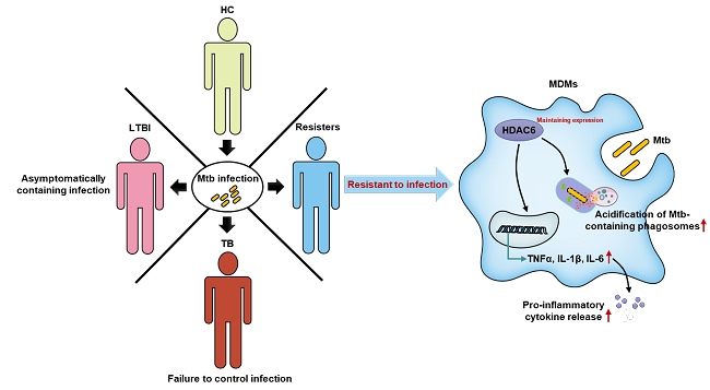 结核抵抗人群抵御结核分枝杆菌感染的固有免疫新机制