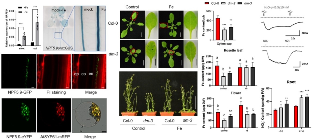 龚继明研究组发现硝酸盐转运蛋白介导植物体内铁的再分配
