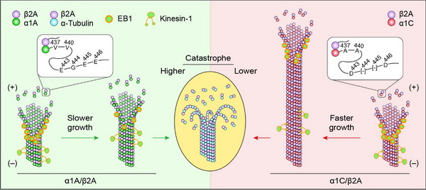鲍岚组合作揭示α微管蛋白亚型（α1A和α1C）对微管动态性的影响