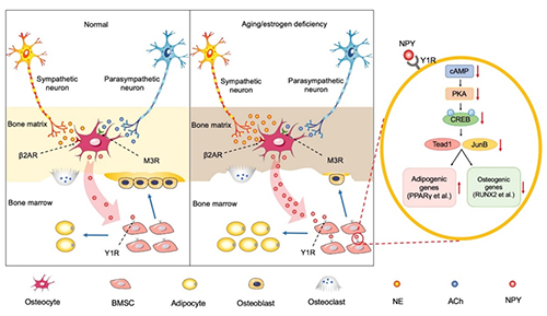 中南大学Advanced Science发文，在自主神经参与骨质疏松形成研究方面取得进展
