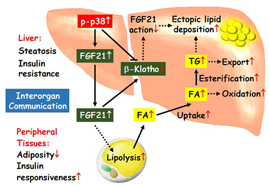 肝脏p38激活通过FGF21调控机体代谢的分子机制