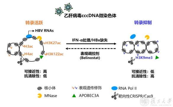 复旦大学Hepatology发文，揭示乙肝病毒微染色体逃避清除的表观调控机制