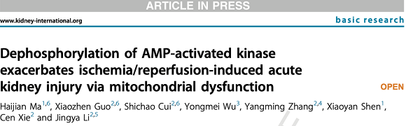 Kidney Int：肾小管损伤的线粒体稳态失衡新分子机制