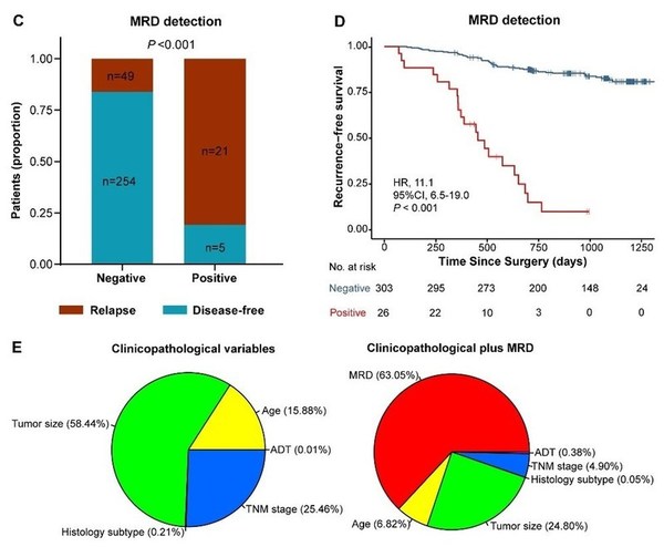 图3. NSCLC患者围手术期ctDNA的预后价值（C）比较基于ctDNA的MRD阴性患者和MRD阳性患者的总复发率。（D）Kaplan-Meier曲线显示根据基于ctDNA的MRD状态分层的RFS。（E）多因素Cox分析，临床病理变量（左）和临床病理变量加上基于ctDNA的MRD（右）的每个参数对RFS预测的相对贡献。