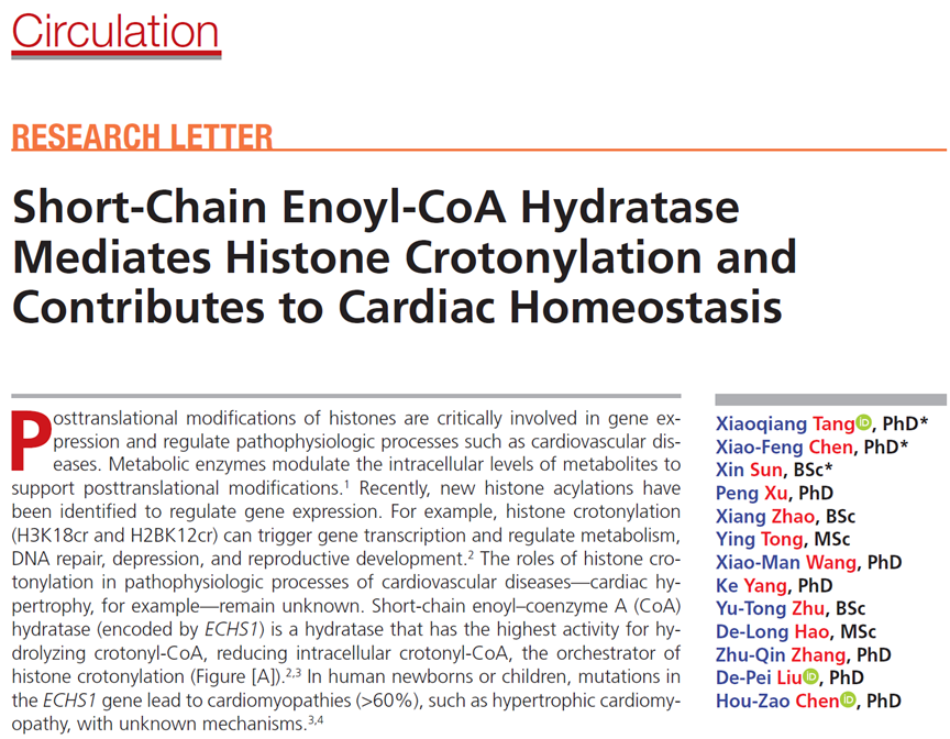 基础医学研究所刘德培团队发现组蛋白巴豆酰化修饰促进心肌肥厚的重要机制