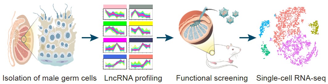 【快报第93期】基础医学研究所宋伟团队和余佳团队揭示小鼠精子发生中长链非编码RNA的动态转录组图谱并发现Gm4665在精子形成时期的重要生理功能