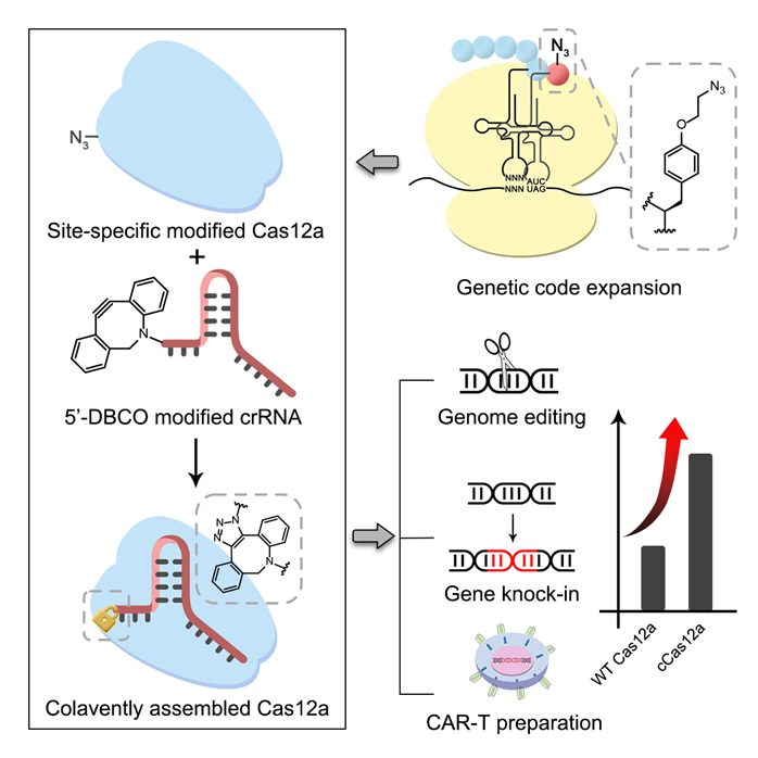 刘涛团队在提高Cas12a系统的基因组编辑效率方面取得进展