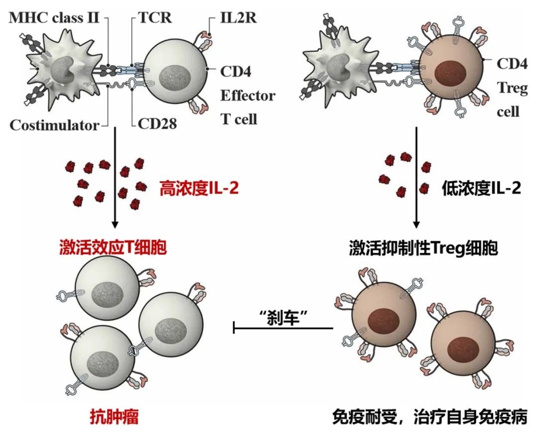 周德敏团队在长效靶向调节性T细胞的细胞因子类药物治疗自身免疫性疾病研究方面取得重要进展